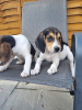 Photo №2 to announcement № 22344 for the sale of beagle - buy in United States private announcement