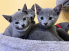Photo №1. russian blue - for sale in the city of Sofia | negotiated | Announcement № 97212