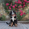 Photo №3. Adam boy 3 month old export pedigree kennel 8 years. Italy