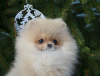 Photo №4. I will sell pomeranian in the city of Kharkov. private announcement, from nursery, breeder - price - 2000$