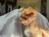 Photo №1. chihuahua - for sale in the city of New York | 350$ | Announcement № 102491