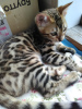 Photo №4. I will sell bengal cat in the city of Petrozavodsk. from nursery, breeder - price - negotiated