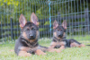 Additional photos: german shepherd puppies