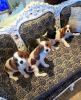 Photo №1. cavalier king charles spaniel - for sale in the city of Berlin | negotiated | Announcement № 116202