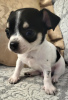 Photo №4. I will sell chihuahua in the city of Zrenjanin. breeder - price - negotiated