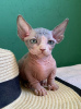 Photo №4. I will sell sphynx-katze in the city of St. Petersburg. private announcement - price - 276$