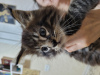 Photo №4. I will sell maine coon in the city of Kharkov. private announcement - price - 354$