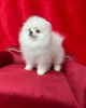 Photo №1. pomeranian - for sale in the city of Cologne | 280$ | Announcement № 119130