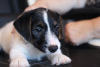 Photo №4. I will sell jack russell terrier in the city of St. Petersburg. from nursery - price - negotiated