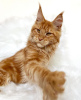 Photo №2 to announcement № 103254 for the sale of maine coon - buy in United States breeder