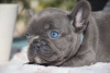 Additional photos: French bulldog puppies for sale.
