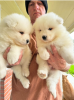 Photo №1. samoyed dog - for sale in the city of Stockholm | negotiated | Announcement № 113250