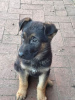 Photo №2 to announcement № 71689 for the sale of german shepherd - buy in Australia private announcement, breeder