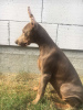 Photo №1. dobermann - for sale in the city of Kiev | negotiated | Announcement № 11442