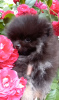 Photo №1. pomeranian - for sale in the city of Москва | 1551$ | Announcement № 11015