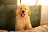 Photo №1. golden retriever - for sale in the city of Tampere | negotiated | Announcement № 85307