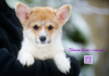 Photo №1. welsh corgi - for sale in the city of Donetsk | 845$ | Announcement № 83272