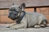 Photo №4. I will sell french bulldog in the city of Minsk. breeder - price - negotiated