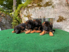 Photo №2 to announcement № 118698 for the sale of german shepherd - buy in Germany private announcement