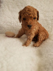 Photo №1. poodle (toy) - for sale in the city of Kassel | Is free | Announcement № 101853