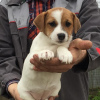 Photo №2 to announcement № 10132 for the sale of jack russell terrier - buy in Russian Federation private announcement