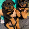 Photo №1. rottweiler - for sale in the city of Vienna | negotiated | Announcement № 77606