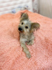 Photo №2 to announcement № 7852 for the sale of yorkshire terrier - buy in Russian Federation private announcement