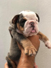 Photo №1. english bulldog - for sale in the city of Helsinki | 475$ | Announcement № 111738