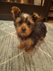 Photo №1. beaver yorkshire terrier, yorkshire terrier - for sale in the city of Vilnius | 634$ | Announcement № 127655