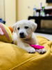 Additional photos: White Labrador Retriever Puppy For Sale