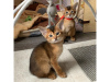 Photo №1. abyssinian cat - for sale in the city of Zürich | 264$ | Announcement № 117709