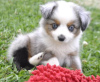 Photo №1. australian shepherd - for sale in the city of Берлинген | Is free | Announcement № 11122