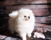 Photo №2 to announcement № 41548 for the sale of pomeranian - buy in Russian Federation breeder