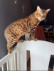 Photo №1. bengal cat - for sale in the city of Dębica | 1070$ | Announcement № 20584