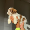 Photo №1. shih tzu - for sale in the city of Columbus | 200$ | Announcement № 124286