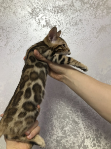 Photo №2 to announcement № 4721 for the sale of bengal cat - buy in Ukraine from nursery