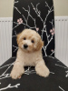 Photo №1. poodle (dwarf) - for sale in the city of Georgetown | 400$ | Announcement № 82240