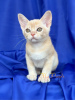 Photo №4. I will sell burmese cat in the city of Москва. from nursery - price - 846$
