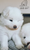 Photo №2 to announcement № 7937 for the sale of samoyed dog - buy in Russian Federation private announcement, from nursery, breeder