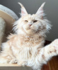 Photo №3. Maine coon. Germany