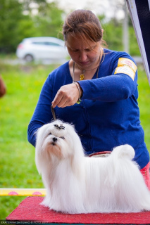 Photo №1. maltese dog - for sale in the city of Tomsk | Negotiated | Announcement № 5451