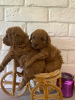 Photo №2 to announcement № 19389 for the sale of poodle (toy) - buy in Russian Federation private announcement, breeder