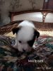 Photo №1. shih tzu - for sale in the city of Lugansk | 95$ | Announcement № 8675