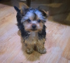 Photo №2 to announcement № 97089 for the sale of yorkshire terrier - buy in Georgia private announcement