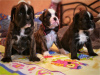Additional photos: Boxer Puppies
