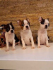 Photo №1. boston terrier - for sale in the city of Zrenjanin | negotiated | Announcement № 94816