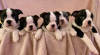 Photo №1. non-pedigree dogs - for sale in the city of Bamberg | Is free | Announcement № 117823