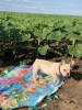 Photo №4. I will sell french bulldog in the city of Engels. breeder - price - negotiated