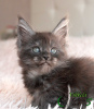 Photo №4. I will sell maine coon in the city of St. Petersburg. private announcement, from nursery, breeder - price - 522$