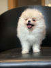 Photo №1. pomeranian - for sale in the city of Бохум | 2121$ | Announcement № 7935